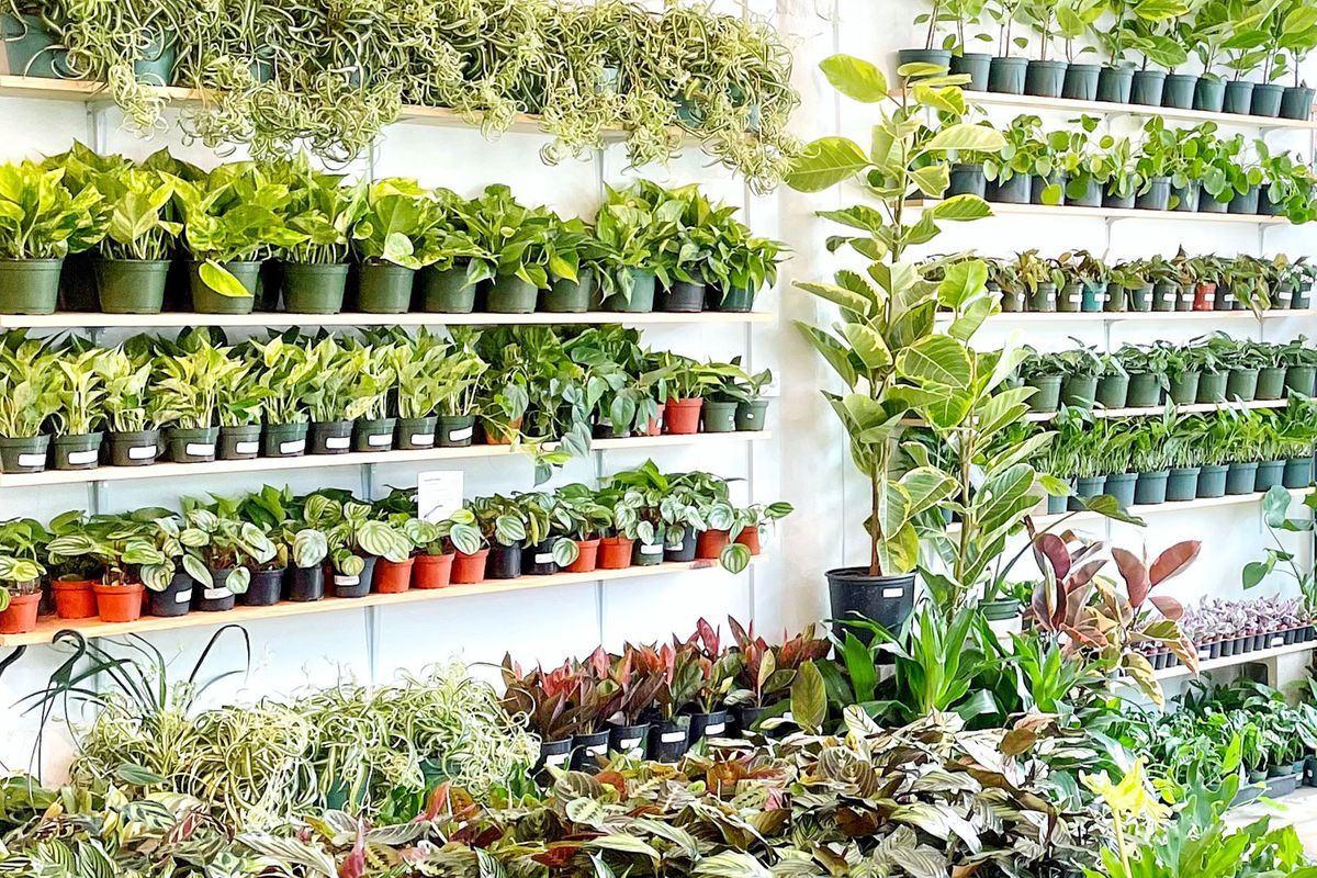 Plant Shoppe Delivery 3020 North Saint Mary's Street Suite 103 San Antonio  | Favor Delivery